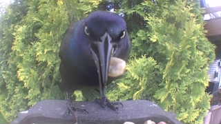 common grackle