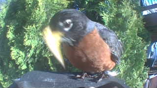 american robin