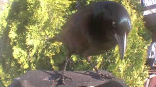 common grackle