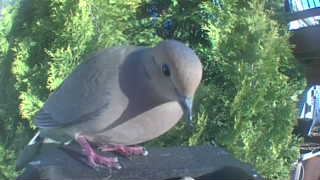 mourning dove