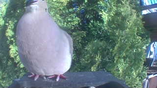 eurasian collared-dove