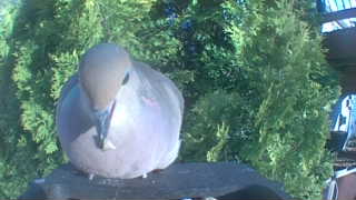 mourning dove