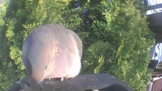 mourning dove