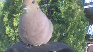 mourning dove