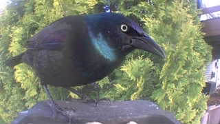 common grackle