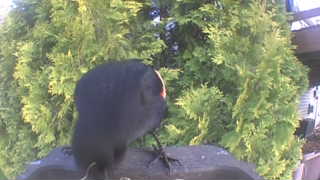 american coot