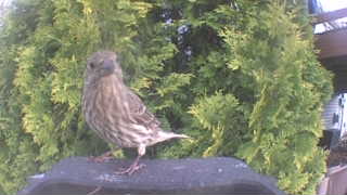 house finch