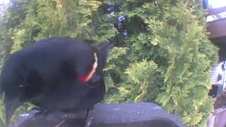 red-winged blackbird
