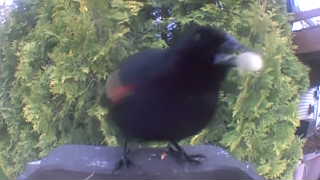 red-winged blackbird