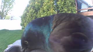 rock pigeon