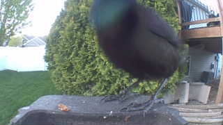 common grackle