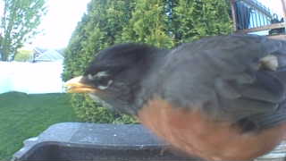 american robin