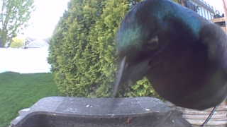 common grackle