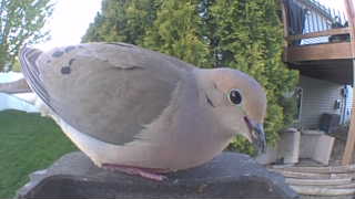 mourning dove