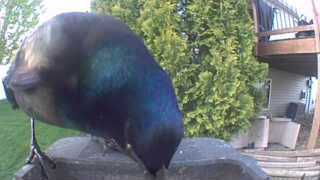 european starling