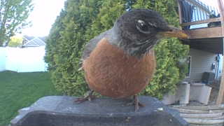 american robin