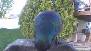 common grackle