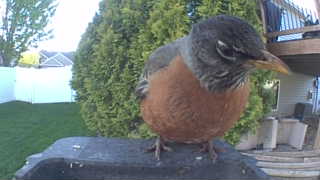 american robin