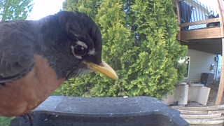 american robin