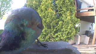 rock pigeon