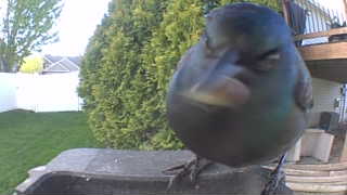common grackle