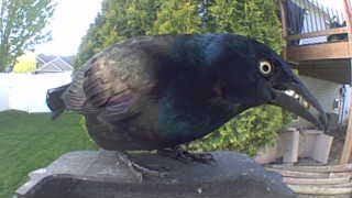 common grackle