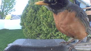 american robin