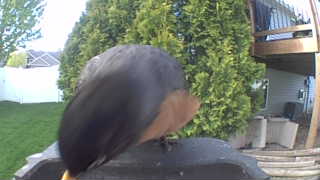 eastern towhee