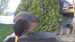 baltimore oriole