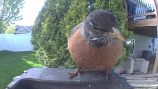 american robin