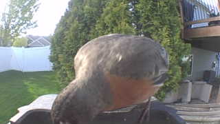 american robin