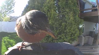 american robin