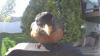 american robin
