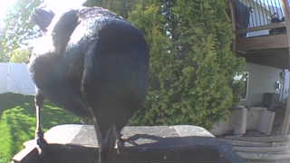 american crow
