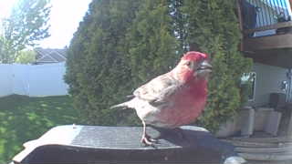 house finch