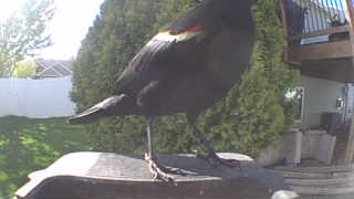 red-winged blackbird
