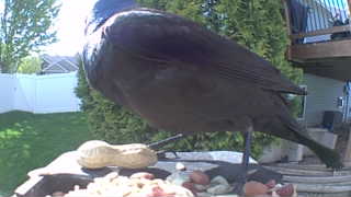 common grackle