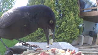 common grackle