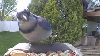 blue jay
