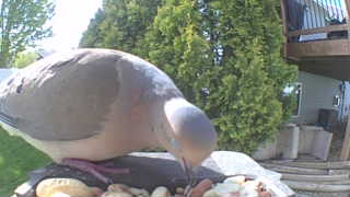 mourning dove