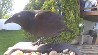 common grackle