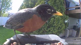 american robin