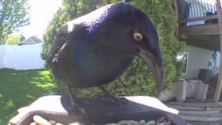 common grackle