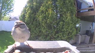 house sparrow