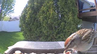 house sparrow