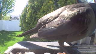 american crow