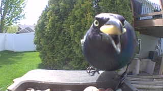 european starling