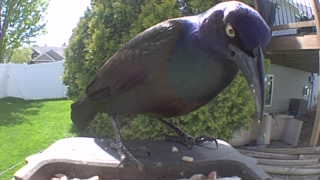 common grackle
