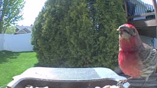 house finch