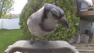 blue jay